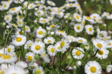 Obraz premium Tiny daisies in a field