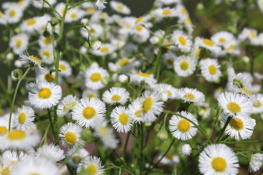 Tiny daisies in a field