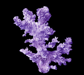 Coral isolated on black background © Dmitry