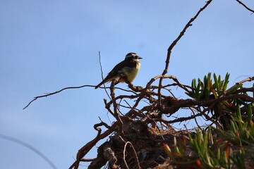 Photograph of a Great kiskadee. The bird was found on the beach of Atlântida, in Rio Grande do Sul, Brazil.
