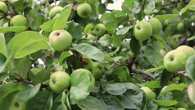 Apples on a tree with leaves. Green apples on an apple tree