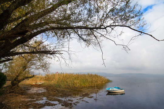 Abandoned white blue painted boat on a lake with yellow reeds and sheltered with a dried tree in autumn cloudy weather, Lake Sapanca - Sakarya Turkey