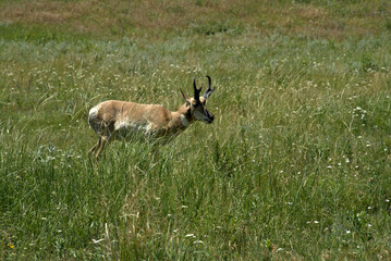 Black Hills of Western South Dakota