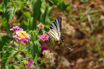 butterfly on a flower