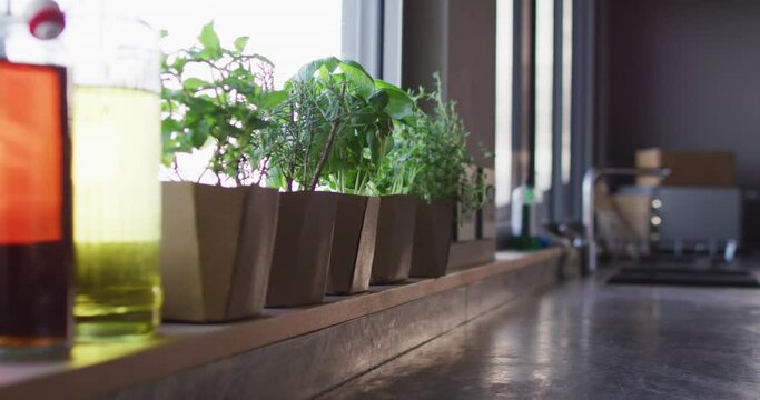 Video of herbs and houseplants standing on window at home