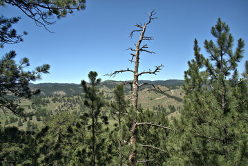 Black Hills of Western South Dakota