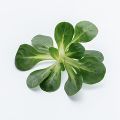 Corn Salad Leaves isolated on white background.