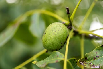A close up portrait of a healthy but still unripe walnut still in its green peel or shell hanging on a walnut tree. The growing fruit will be ready soon to eat.