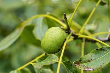 A portrait of a healthy but still unripe walnut still in its green peel or shell hanging on a walnut tree. The growing fruit will be ready soon to eat.