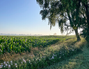Obraz premium View of a corn field on a hazy morning in the summer with a tree and wildflowers in a ditch.