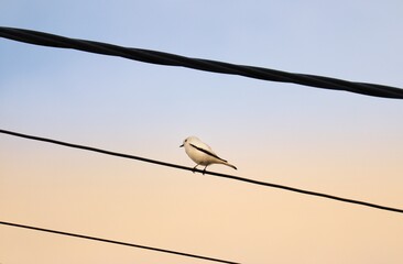 Photograph of a White monjita . The bird was found on the beach of Atlântida, in Rio Grande do Sul, Brazil.