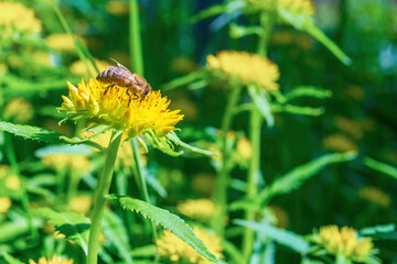 A bee on a yellow flower. Pollination