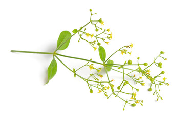 Rubia tinctorum, the rose madder or common madder or dyer's madder. Isolated on white background