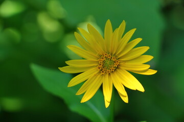 yellow flower