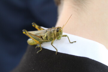 Giant green grasshopper on the collar 