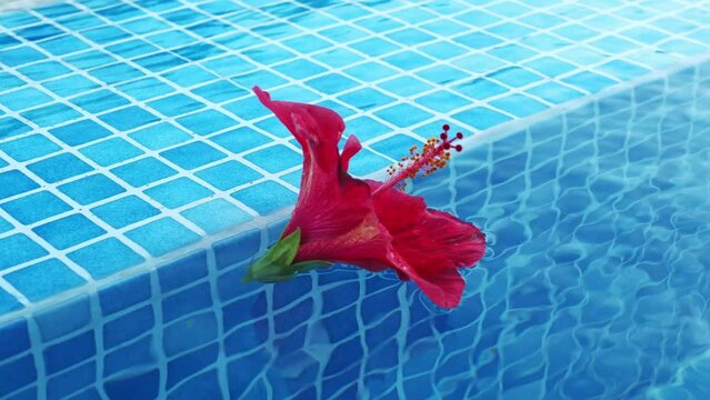 A red hibiscus flower floats and swirls in a blue, transparent pool. Flower in the water. Summer bright background. Blossoming bud of red hibiscus in turquoise water. Summer color