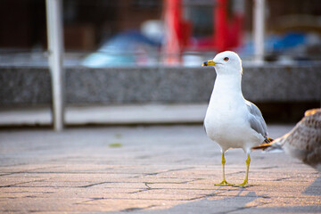 A lonely white-gray seagull stands on a stone embankment and looks into the camera