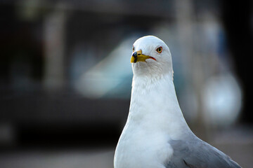 The head of a white-gray seagull standing on the embankment and looking at the camera