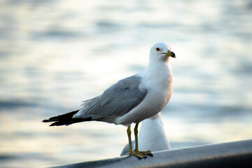 A lonely white-gray seagull stands on a stone embankment and looks into the camera - Powered by Adobe