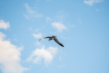 Obraz premium White-brown seagull spreading its wings flies in the sky