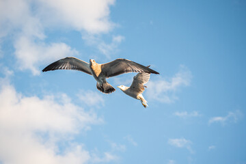 A flock of two white-brown gulls spreading its wings flies in the sky