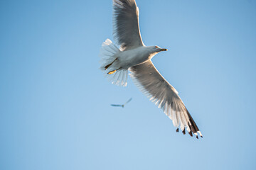 A flock of two white-brown gulls spreading its wings flies in the sky