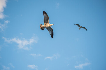 A flock of two white-brown gulls spreading its wings flies in the sky
