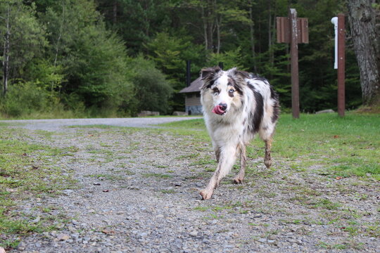 Cute Australian Shepard  Dog Walking and Licking Nose