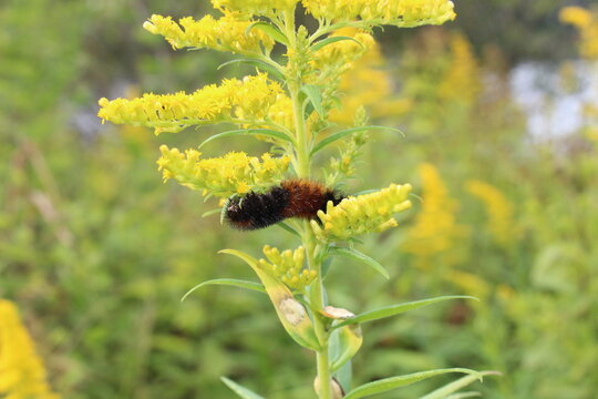 Wollie Bear on Golden Rod