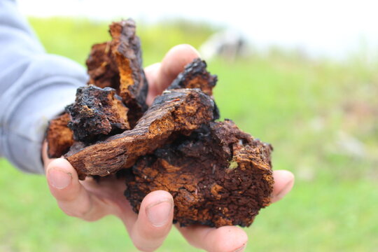 Wild Chaga Mushroom in hand