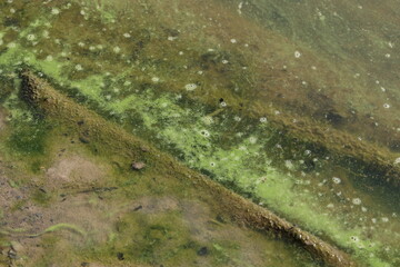 Dark green colored algae that fill the lake