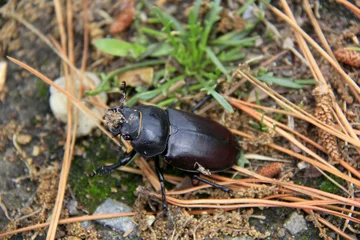 Foto auf Leinwand un scarabée © helenedevun