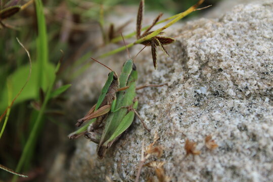 Two Grasshopper on a Rock