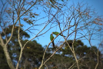 Parrot