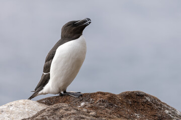 Razorbill perched on a rock at Hornøya island, Northern Norway