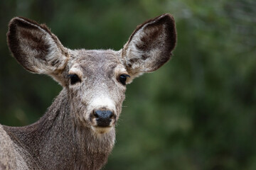 Naklejka na ściany i meble Mule deer doe looking back on a pronounced forest background