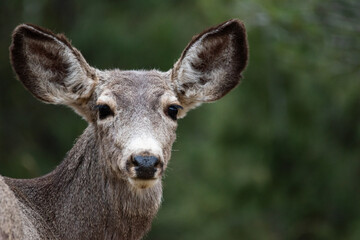 Mule deer doe looking back on a pronounced forest background