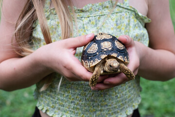 Leopard tortoise. Child holding a cute pet turtle with spotted shell.