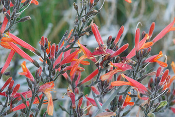 Red flowering polydeterminate dichasiate thyrse inflorescences of Justicia Californica,...
