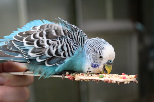Cute birds eating seeds on sticks