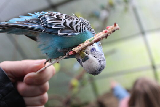Cute birds eating seeds on sticks