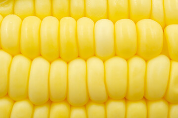 Close up Raw corn kernels in rows.