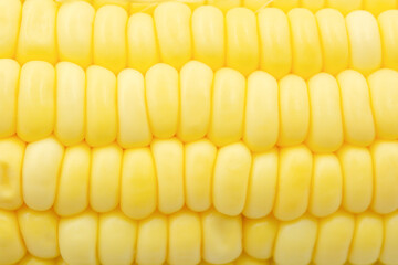 Close up Raw corn kernels in rows.