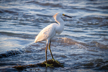 White Egret (Ardea Alba) walking on Beach