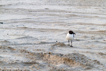 Black-Headed Gull on the beach