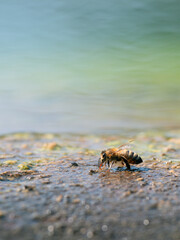 Honigbiene an Wasserstelle