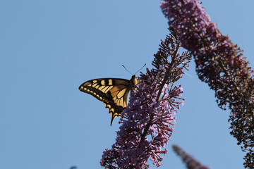 Machaon (Papilio machaon)