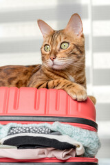 The ginger cat lies on a suitcase full of clothes and things for the rest.
