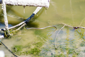 The grass snake in its natural environment. The grass snake swims in swamp water.