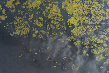 Algae on a summer pond 